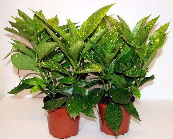 Аукуба японская – роскошное растение для вашего дома