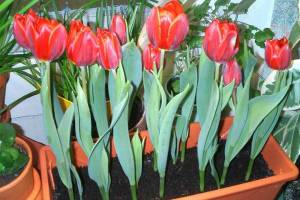 Выгонка тюльпанов к 8 марта и новому году