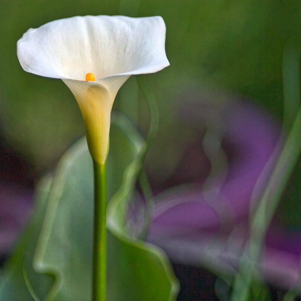 Восхитительный цветок калла: выращивание и уход в домашних условиях