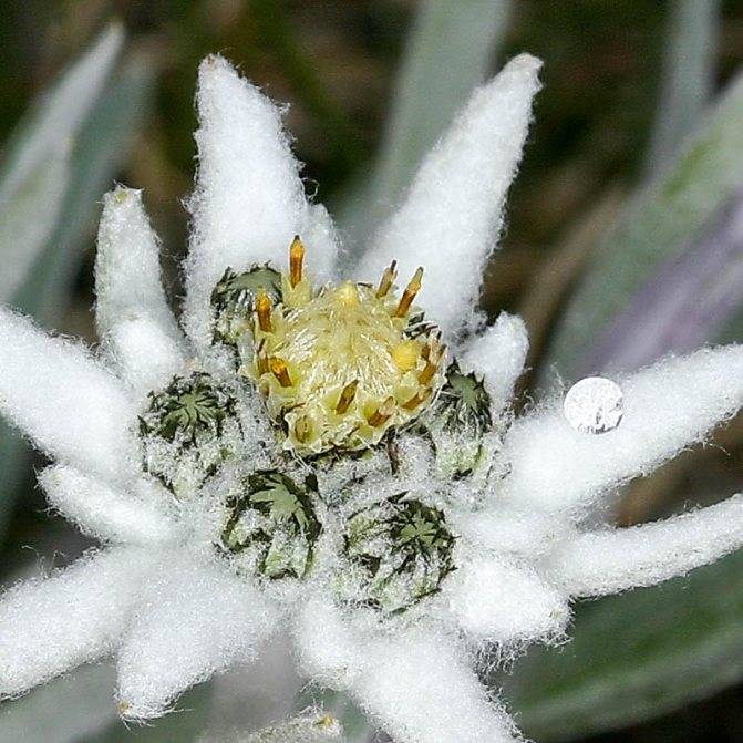 Эдельвейс – горный цветок любви на дачном участке