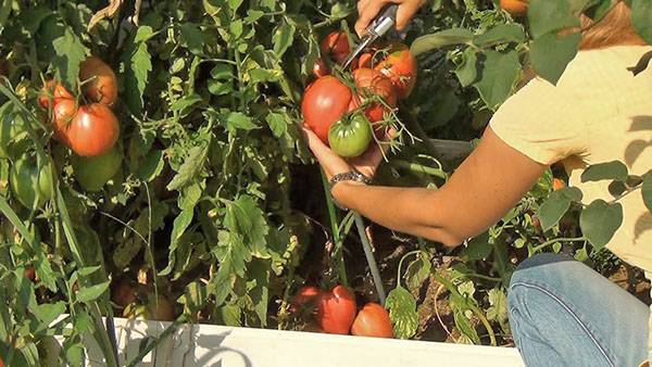 Выращивание рассады томатов китайским способом видео