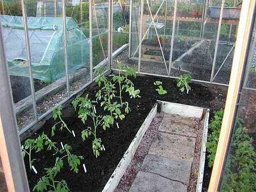 Как ухаживать за рассадой помидоров в теплице после высадки