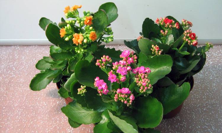 Цветущее каланхоэ перестало радовать своими бутонами: как заставить цвети растение?