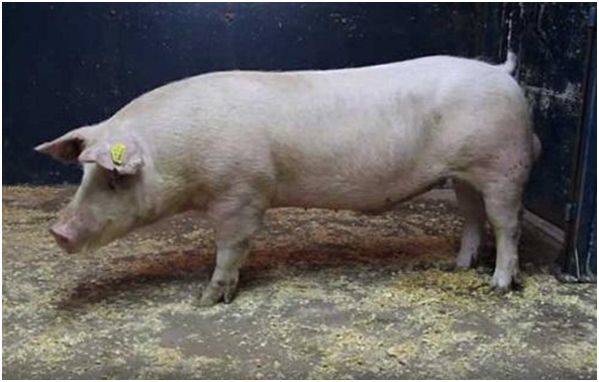 Описание свиней породы ландрас