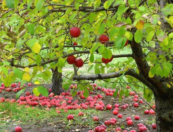 Осенний уход за плодовыми деревьями