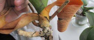 Узнайте, почему желтеют листья у орхидеи фаленопсис