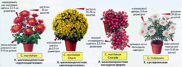 Выращивание хризантемы в горшке в домашних условиях