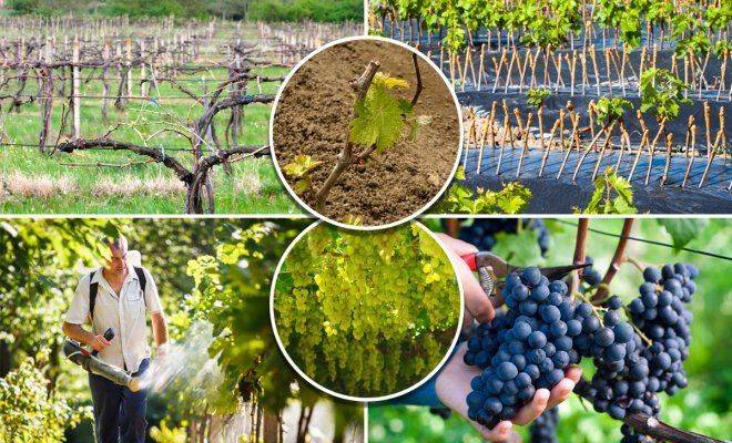 Как правильно поливать виноград?