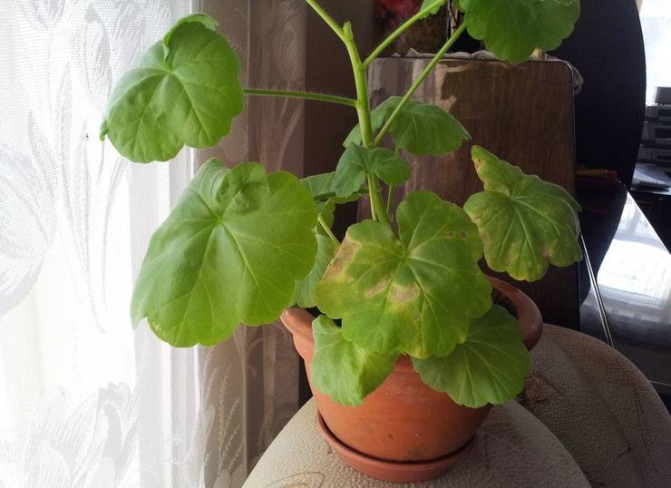 Почему белеют листья у герани комнатной и как помочь растению