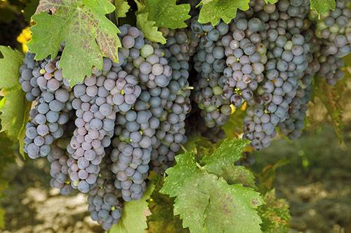 Отзывы о винограде «викинг»: фото и описание сорта