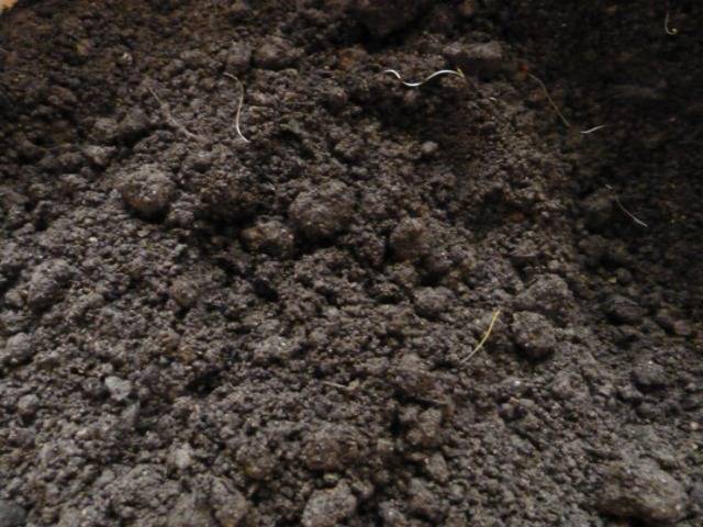4 простых и эффективных способов обеззараживания почвы для рассады