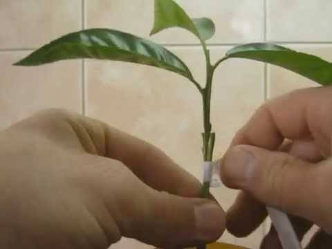 Растение эрика – виды, посадка и уход в открытом грунте