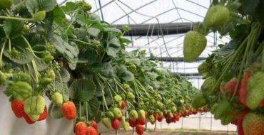 Как вырастить клубнику в теплице: выбор сорта, выращивание в горшках и на стеллажах, теплые клубничные грядки