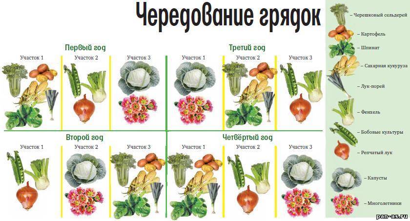 Схема посадки овощей на огороде: планирование и совмещение культур