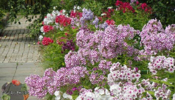 Как сажать цветы канны в открытый грунт: советы по выращиванию и уходу