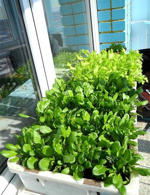 Земляничный шпинат – настойчивый, но красивый, полезный и съедобный сорняк на вашей грядке
