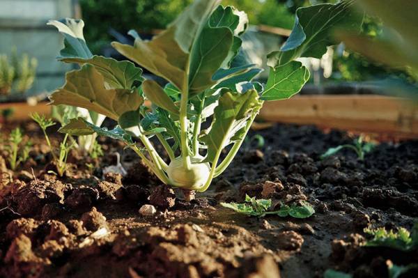 Кольраби: выращивание и уход за капустой, правила получения хорошего урожая