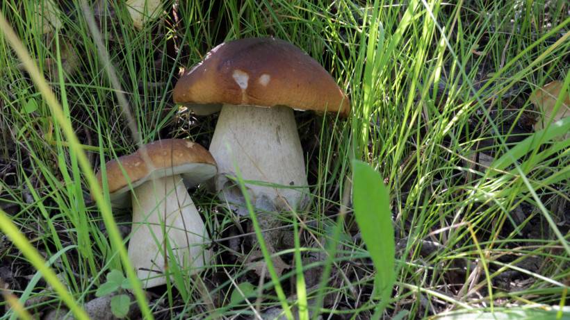 Как собирать грибы в лесу — элементарные правила