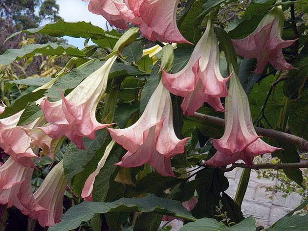 Цветок бругмансия: правила выращивания «дурманящего дерева»