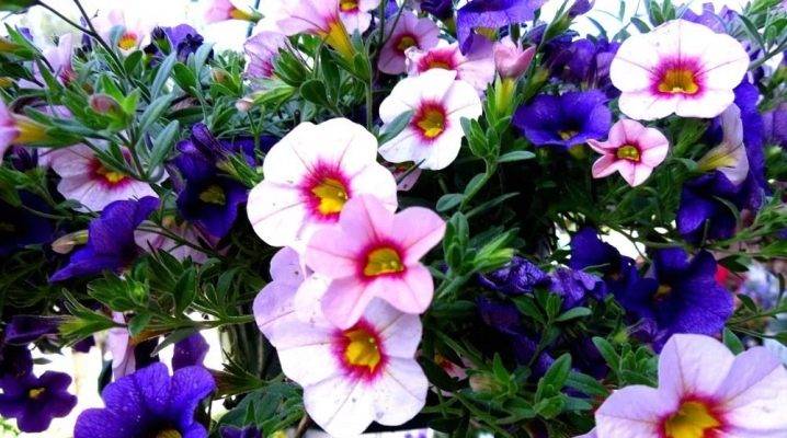 Калибрахоа: особенности, посадка и выращивание цветка