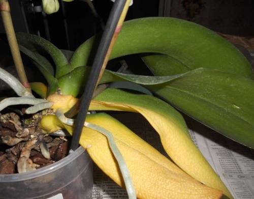 Нежный цветок: почему орхидея желтеет и когда не стоит паниковать по этому поводу?