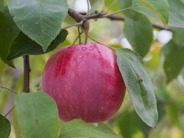 Яблоня приземленное: особенности сорта и ухода