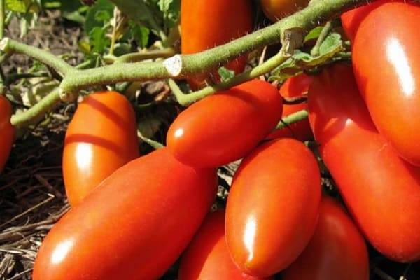 Обзор лучших сортов крупных помидоров для теплиц и открытого грунта