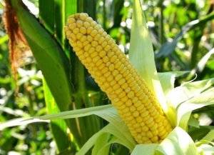 Как выращивать сахарную кукурузу сорта лакомка?