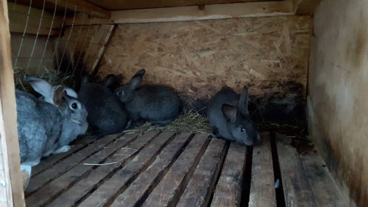 Уход за крольчатами после отсаживания от крольчихи