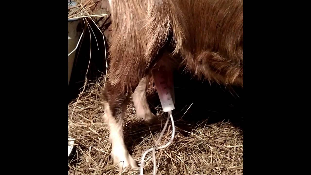 Аппарат для дойки коз: купить или сделать своими руками?