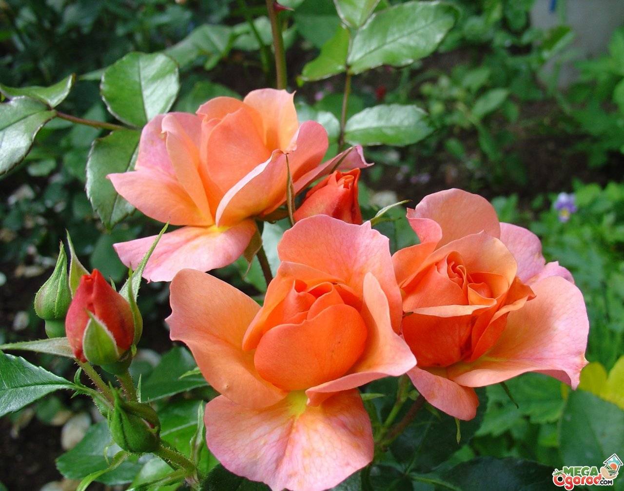 Роза полиантовая выращивание из семян