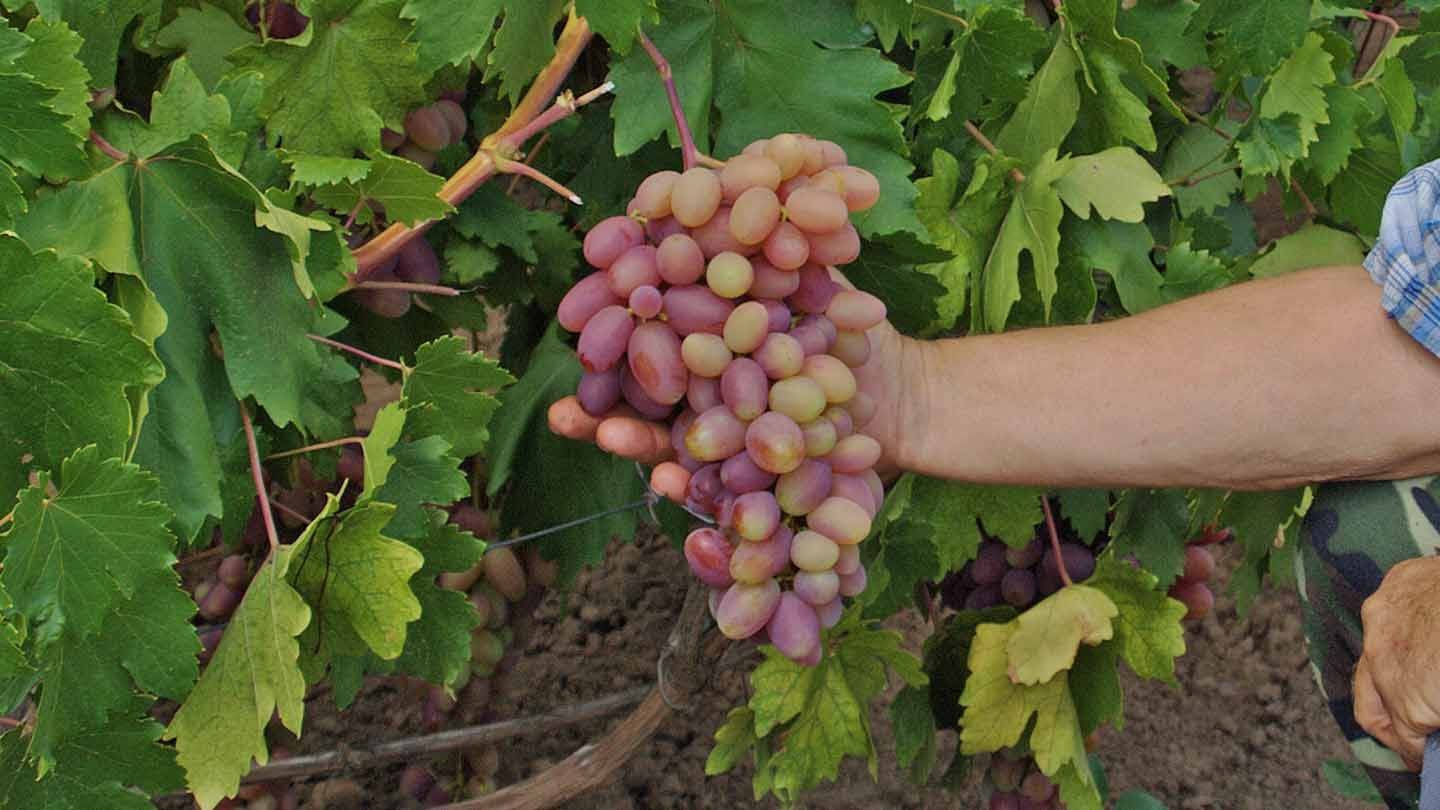 Виноград сорта анюта или любимица крайнова