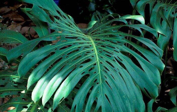 Комнатное растение филодендрон: виды с фото для выращивания дома