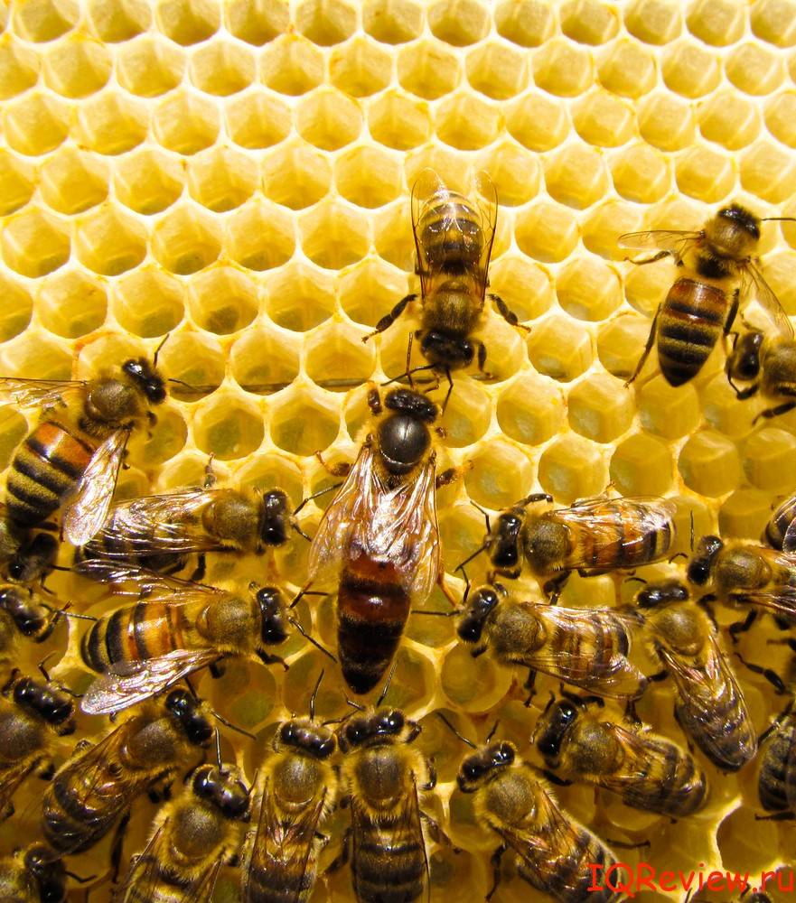 Продуктивность пасеки в зависимости от количества ульев и меда собираемого пчелосемьей