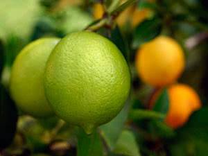 Комнатный лимон в домашних условиях: как ухаживать