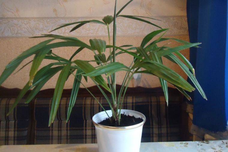 Финиковая пальма — экзотика в домашних условиях