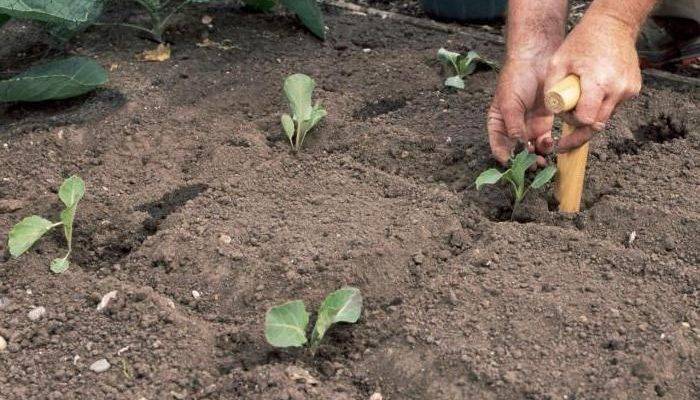 Как вырастить брокколи рассадным и безрассадным способом