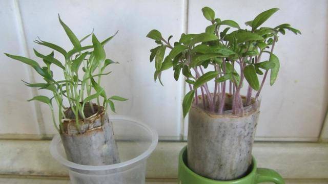 Проращивание семян в туалетной бумаге: гениальный способ выращивания семян без земли на маленькой площади.