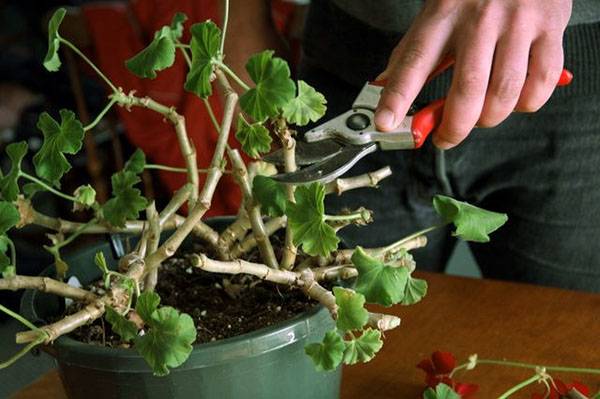 Как приготовить и использовать подкормку из йода для буйного цветения герани?