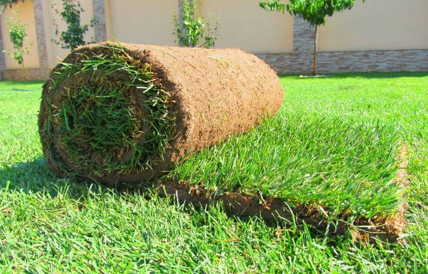 Какой выбрать газон: сеянный или рулонный