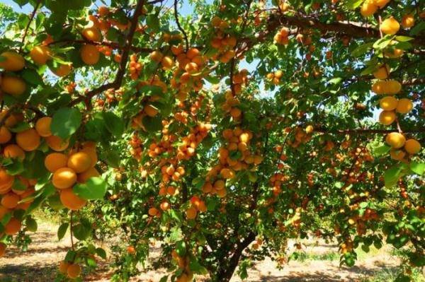 Обрезка абрикоса: почему у этого дерева все не так, как у его плодовых собратьев?