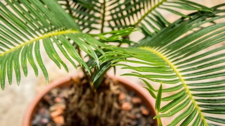Как ухаживать за цикасом, и можно ли самостоятельно вырастить «мини-пальму» из косточки