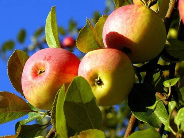Яблони в ленинградской области — лучшие урожайные сорта