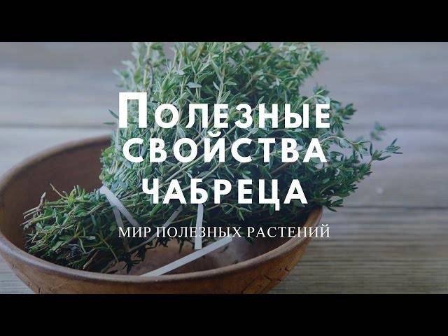 Чабрец: польза и возможный вред для организма