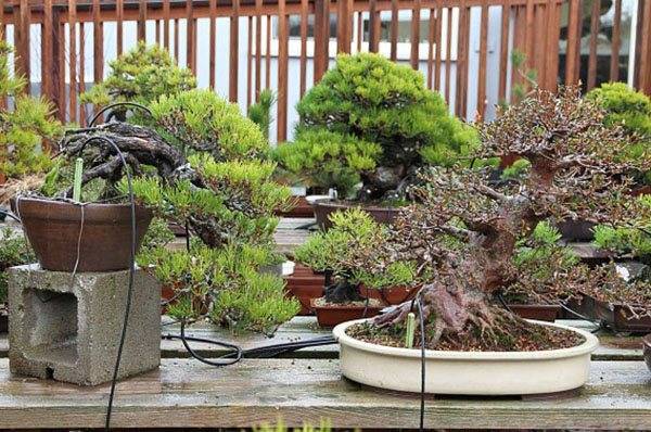 Выращивание японской сакуры бонсай в домашних условиях