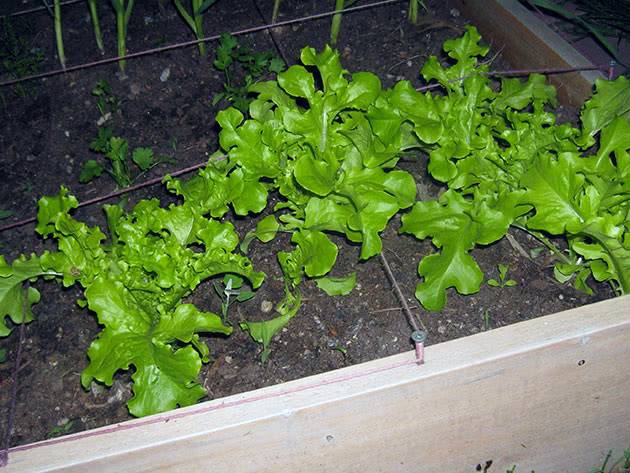 Выращивание салата ромэн семенным и рассадным способами