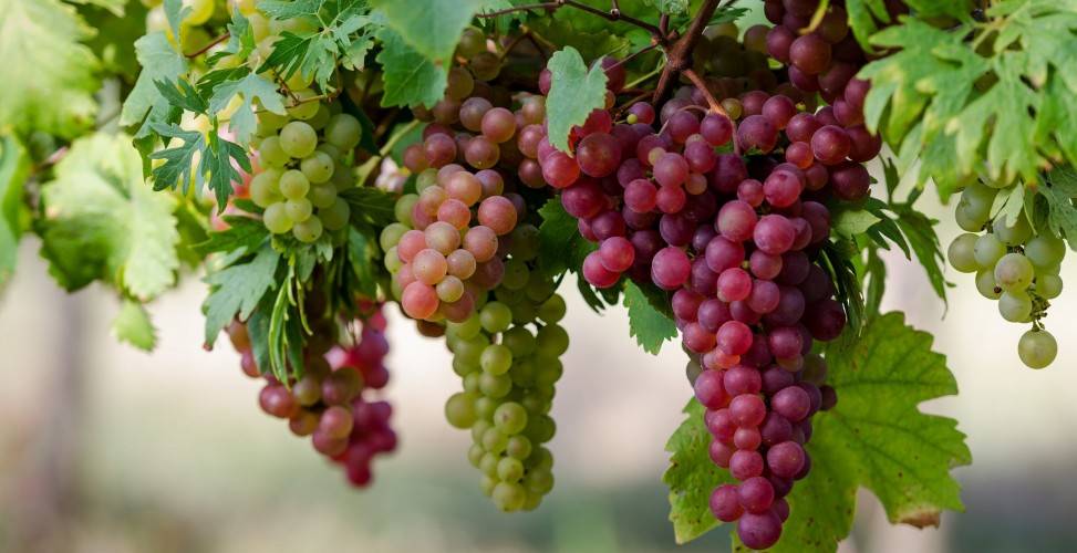 Секреты правильной посадки винограда