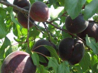 Персиковый абрикос: характеристики, посадка и выращивание