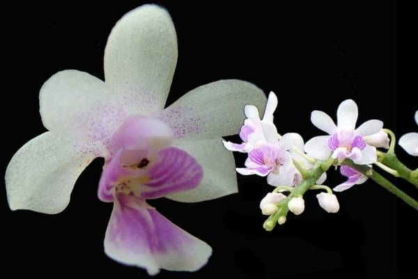 Виды и сорта орхидеи дендробиум