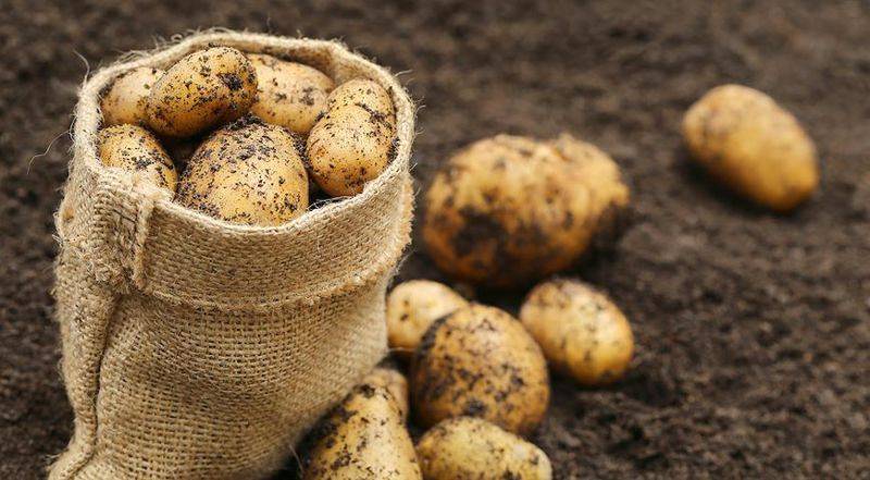 Картофельные очистки как удобрение и подкормка для растений